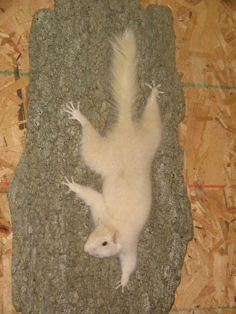 White Squirrel