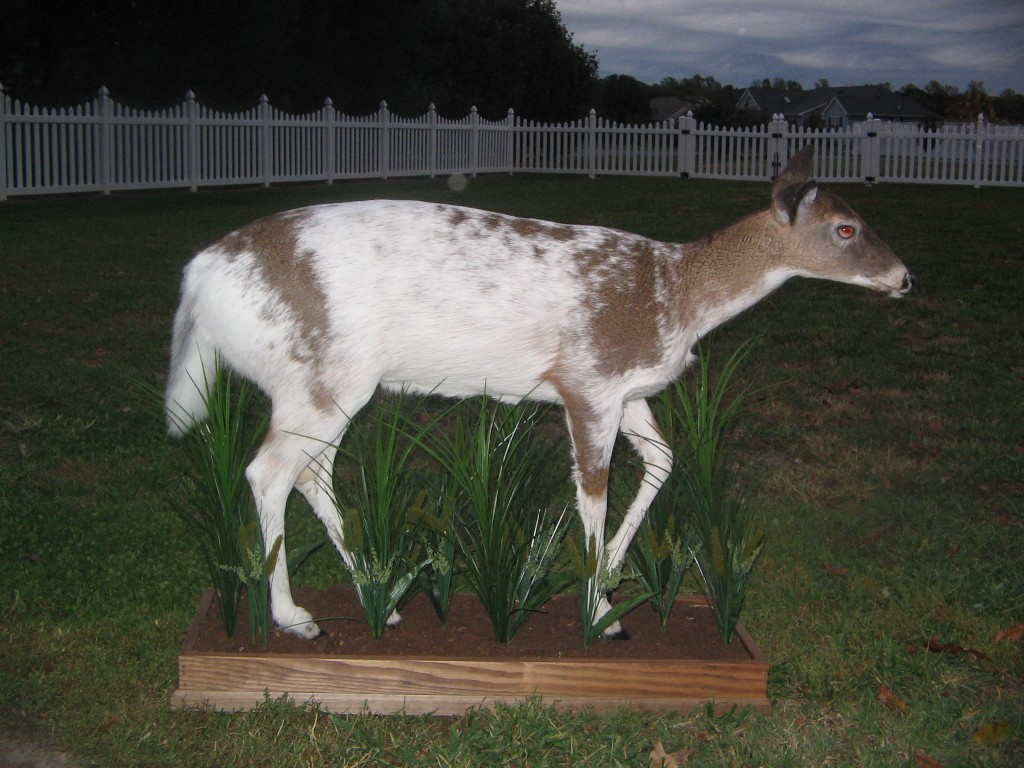 Whitetail Full Mount