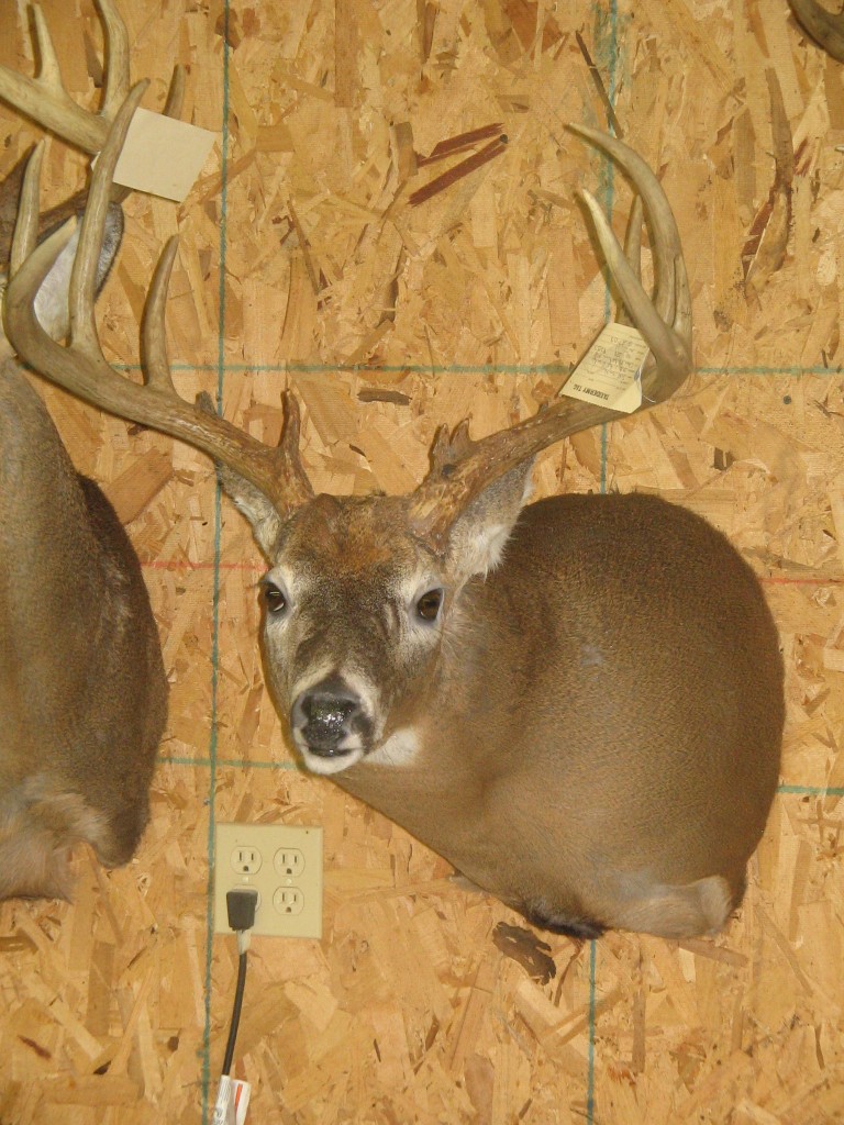 Whitetail Shoulder Mount