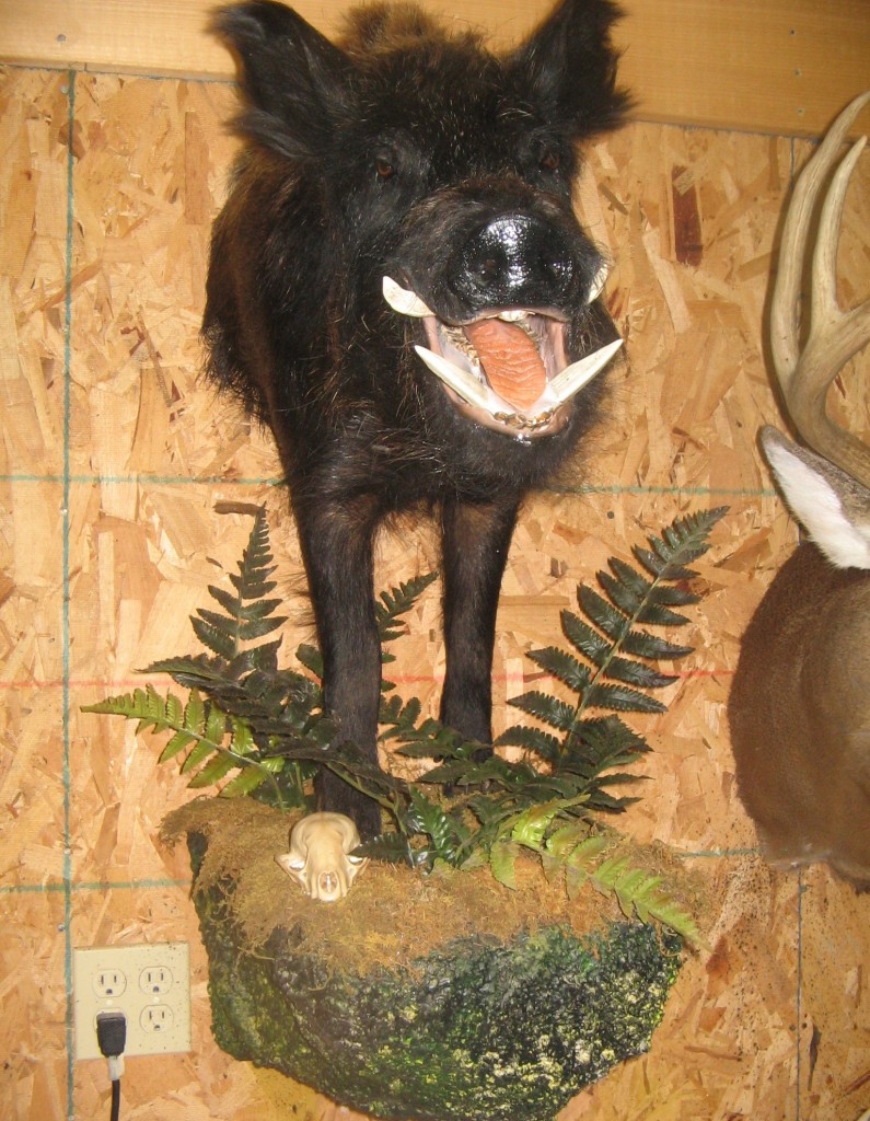 Boar Half Mount