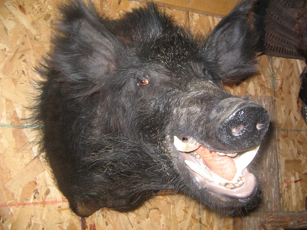 Boar Shoulder Mount