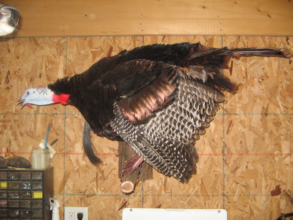 Turkey Full Mount