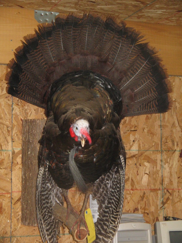 Turkey Front View