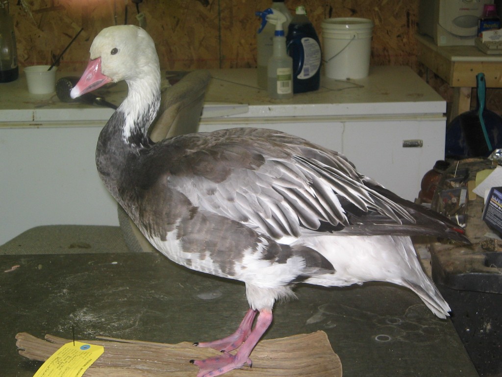 Snow Goose