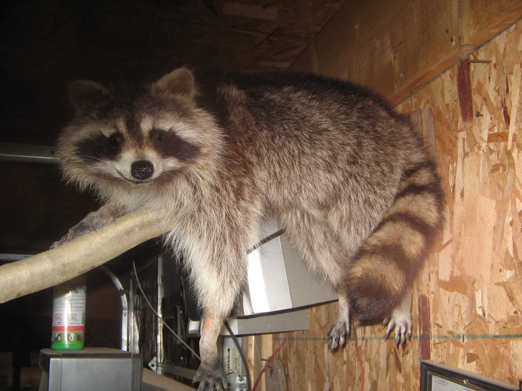 Raccoon