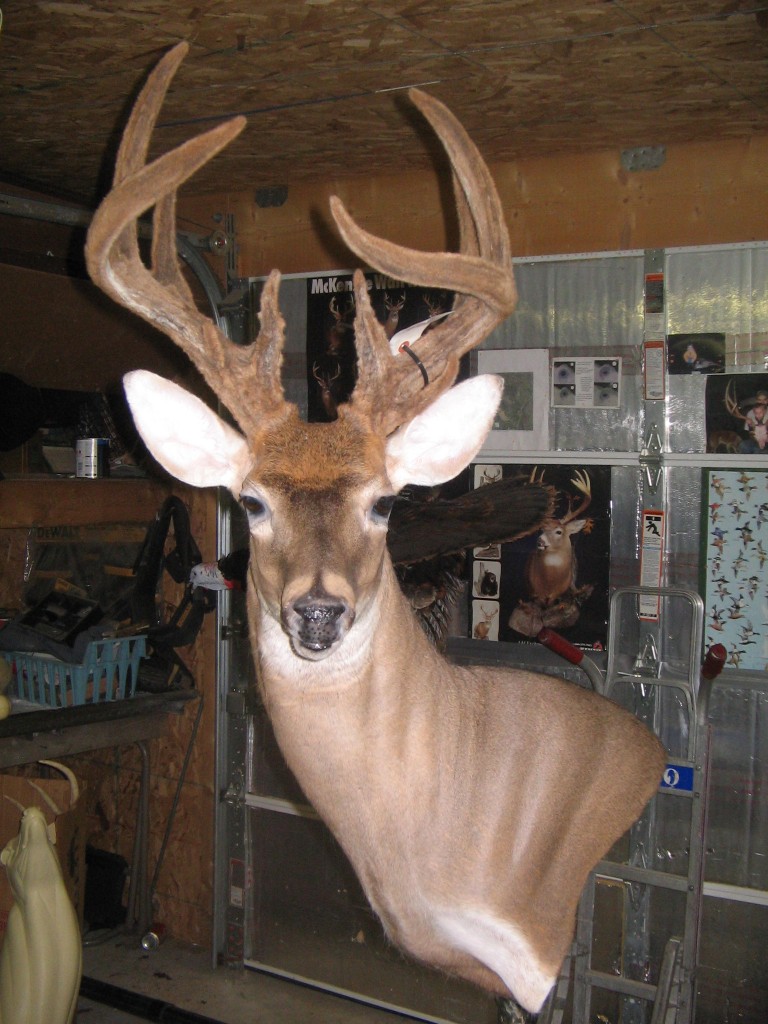 Whitetail Shoulder Mount